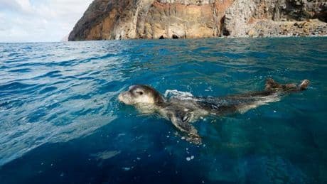 Les îles Desertas, un sanctuaire naturel méconnu