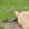Gentechnisch veränderte Schweine in den USA für den Verzehr zugelassen