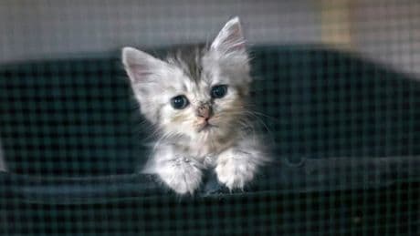 "Il s'est encastré derrière": un homme parcourt 500 kilomètres avec un chaton coincé dans le phare de sa voiture