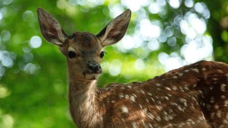 "Bambi": Als würde man in einem Trog aus Tannennadelöl ertränkt