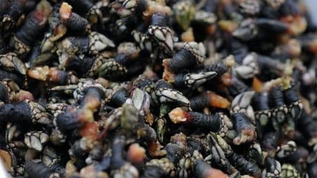 Incautan 16 kilos de percebes a dos pescadores furtivos en la isla de Izaro
