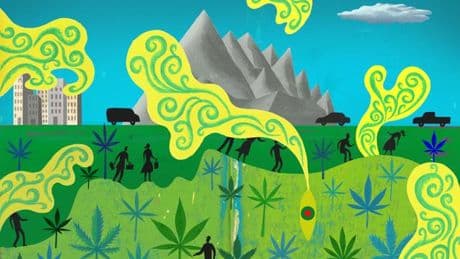 Comment verdir la culture du cannabis