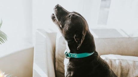 'I'm a dog trainer - do these 3 things if your pet behaves badly at home'