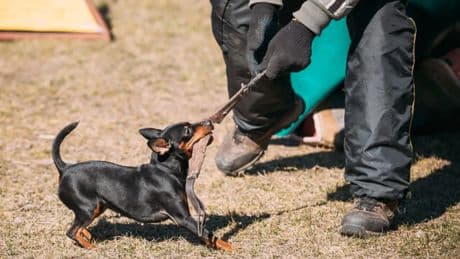 Si crees que el 5G te espía, estas cinco razas de perros están más alerta que nadie