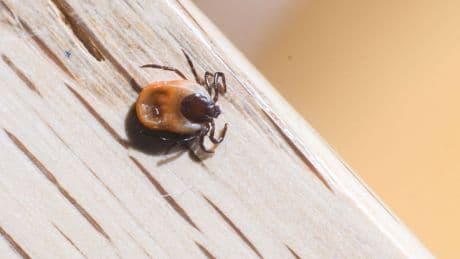 Gefährliche Blutsauger: Aktuell viele Zecken unterwegs - So schützen Sie sich
