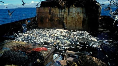 Feeding The Future Or Eating The Ocean? The $80 Billion Salmon Crisis
