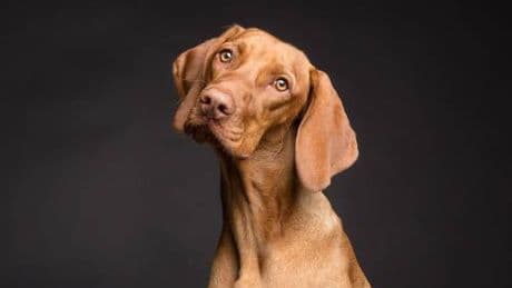 Cani di razza, quali sono i più costosi al mondo: il più caro supera i 5 milioni di euro