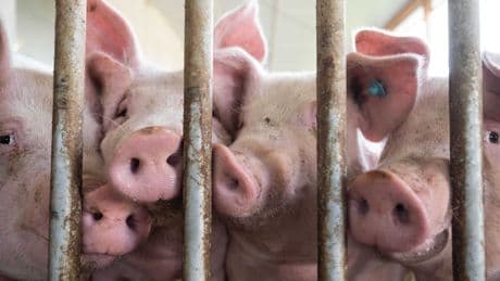 Tierhaltung: Ruhe im Stall