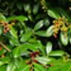 Invasives Grün: Diese Pflanzen zerstören Ihren Garten