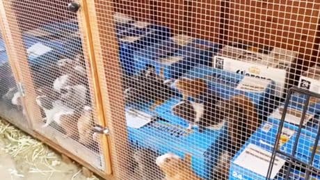 More than 400 guinea pigs found in hoarder’s Los Angeles home, says animal charity