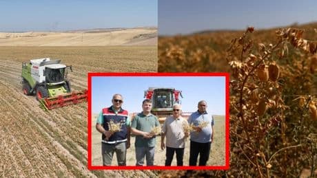Bu kez hasat ihtiyaç sahipleri için! Atıl durumda olan 500 dönüm araziye ekilen nohut dağıtılacak