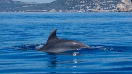 Espectacular avistamiento de un grupo de delfines en las islas Medes