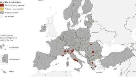 West Nile, la mappa dei contagi: Italia prima in Europa. Il caso letalità in Campania, il picco nel Lazio e come difendersi