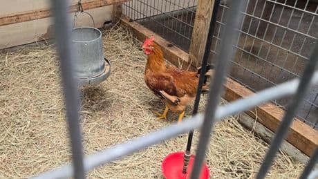 Bird flu has wiped out more than 30 million chickens so far this year