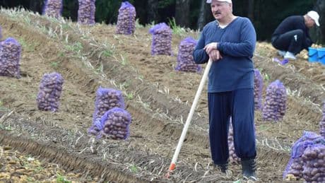 Belarus: Wie Diktator Lukaschenko die Kartoffelkrise managt