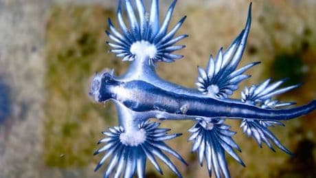 Tourists are banned from beaches along Spain’s Costa Blanca over swarms of killer ‘blue dragons’