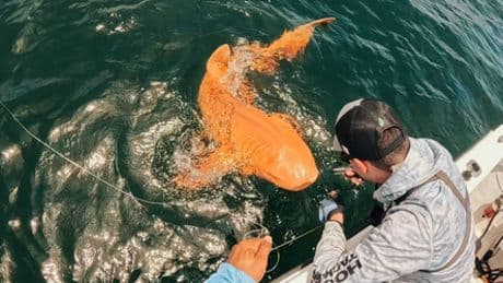 Costa Rica: Fischer fangen orangen Hai