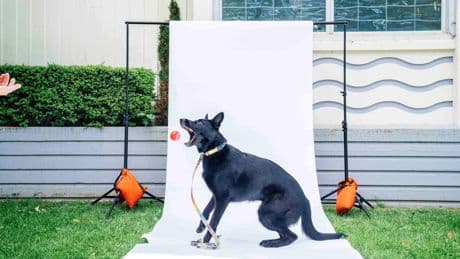 Geniale Vierbeiner: Die faszinierenden Erkenntnisse der modernen Hunde-Forschung