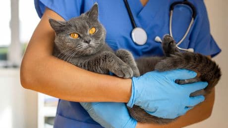 Cats develop dementia similarly to humans, study finds
