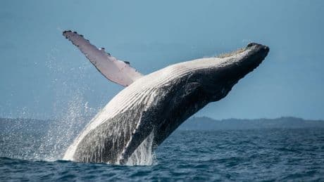 Baleines et dauphins: des rapports souvent joyeux, mais parfois dangereusement ambigus