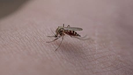 West Nile Virus: che cos'è la febbre del Nilo. Come si contrae, sintomi e cure