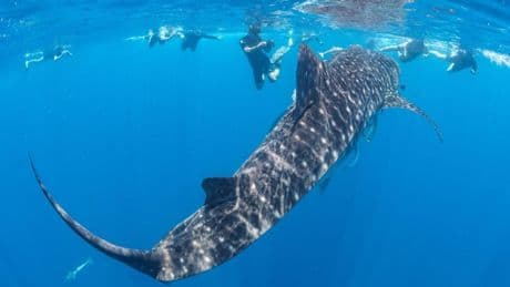 Au large du golfe de Guinée, étudier le requin-baleine pour préserver l'océan