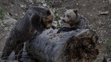 En Roumanie, la difficile coexistence avec les ours : « Des gens sont tués, des animaux sont tués »
