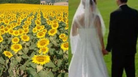 Sposi fanno le foto in un campo di girasoli a Paliano, il contadino li aggredisce e li manda in ospedale: calci e schiaffi, le nozze diventano un incubo