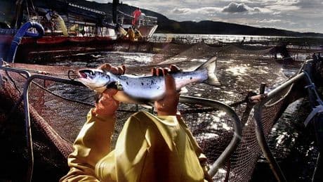 Salmon industry in trade tariffs warning as exports reach almost £1bn