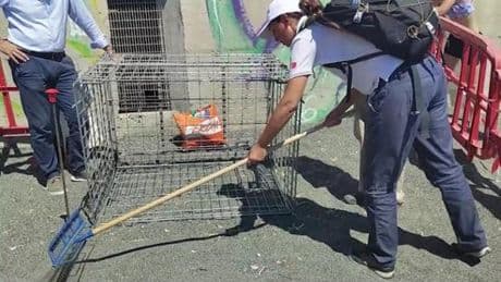 Sestri Levante, un corridoio d’ombra e l’aiuto di venti volontari: il piano per le tartarughe | Video