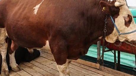 Kurban pazarının gözdesi 'şampiyon' oldu! Tam 1 ton 150 kilo ağırlığında: İşte fiyatı...