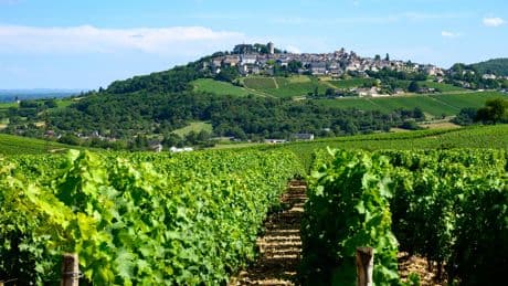 À Sancerre, les vins réussis de la famille Oddo