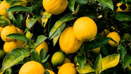 La clave para que el limonero aumente su producción de fruta la próxima temporada
