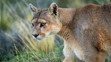 Drohnenkommando jagt vermeintlichen Puma: Video speist neue Theorie