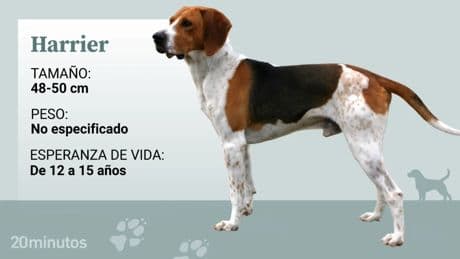 La raza del harrier, un sabueso cariñoso, muy bueno con los niños y con otros perros