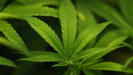 « Le trafic se déroule au nez et à la barbe de tout le monde » : le deal de cannabis californien explose au Royaume-Uni