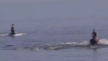 Jet ski riders facing jail or £50K fine over 'disturbing' incident with dolphins