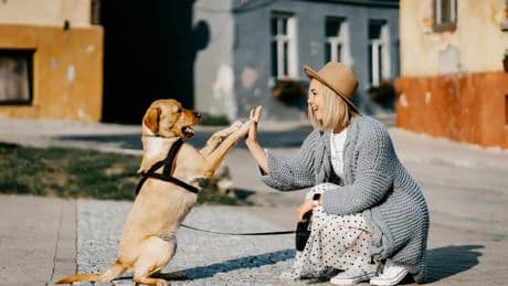 Los perros también escuchan incluso cuando les hablamos en tono neutro
