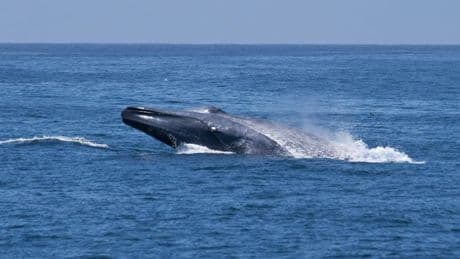 Consultation to consider extending ban on destructive bottom trawling fishing