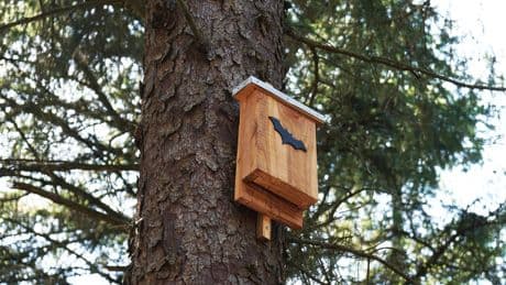 Des chauves-souris pour lutter contre les moustiques dans les écoles de Villeurbanne