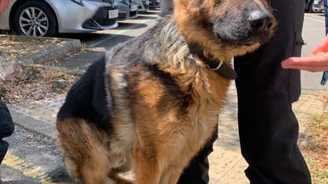 Pet owners given heatwave warning after dog rescued from hot car