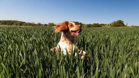 We love our dog but the vet bills are mounting – how can we get a better deal?