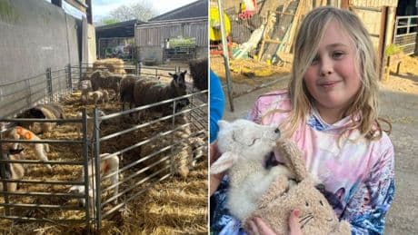 More than 70 people now infected with parasite after visiting petting zoo