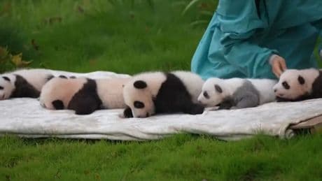 Un bebé de panda gigante gris hace su primera aparición en público