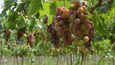 Las uvas se suman a la lista de superalimentos: así actúan en tu organismo