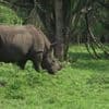 "C'est fantastique, comme une résurrection" : le retour inespéré des rhinocéros en Ouganda