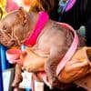 Tiere: Haarlose Petunia ist „hässlichster Hund der Welt“