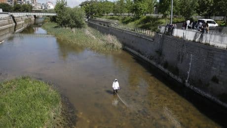 El río Manzanares combate a la mosca negra en Madrid: &quot;Su mordedura es dolorosa y provoca grandes reacciones&quot;