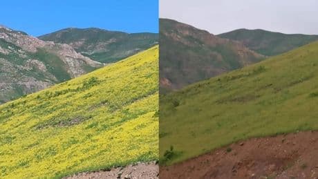 Hakkari'de görüldü! Güneşle açıyor, gün batımıyla yok oluyor