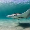 Tragik einer Sensation: Neue Mantarochen-Art entdeckt – doch nicht alle können sich freuen